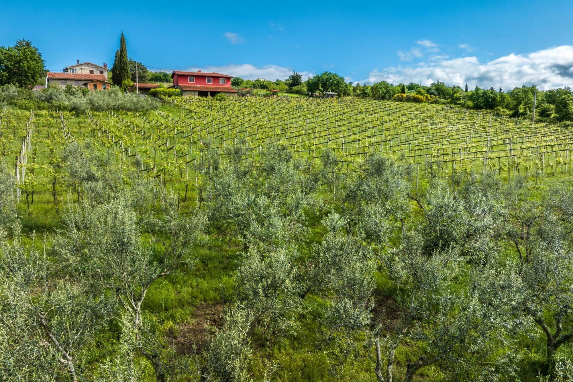Touristfarm - Apartments "Red Fairytale" Marezige Luaran gambar
